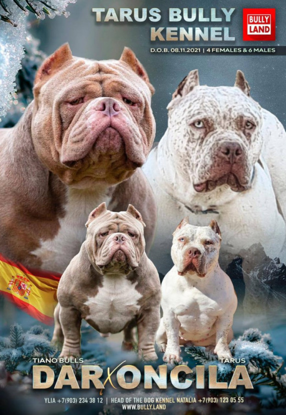 Американский Булли - Щенки