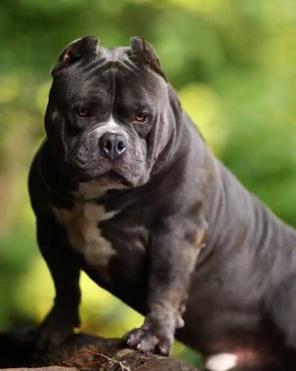 Американский булли, TARUS Konan